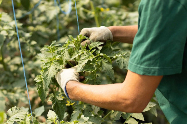 AgroGloryTime - инвестиции в агробизнес Украины по технологии blockchain